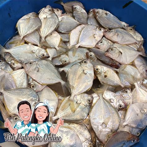 sapsap fish in english|Sapsap in English .